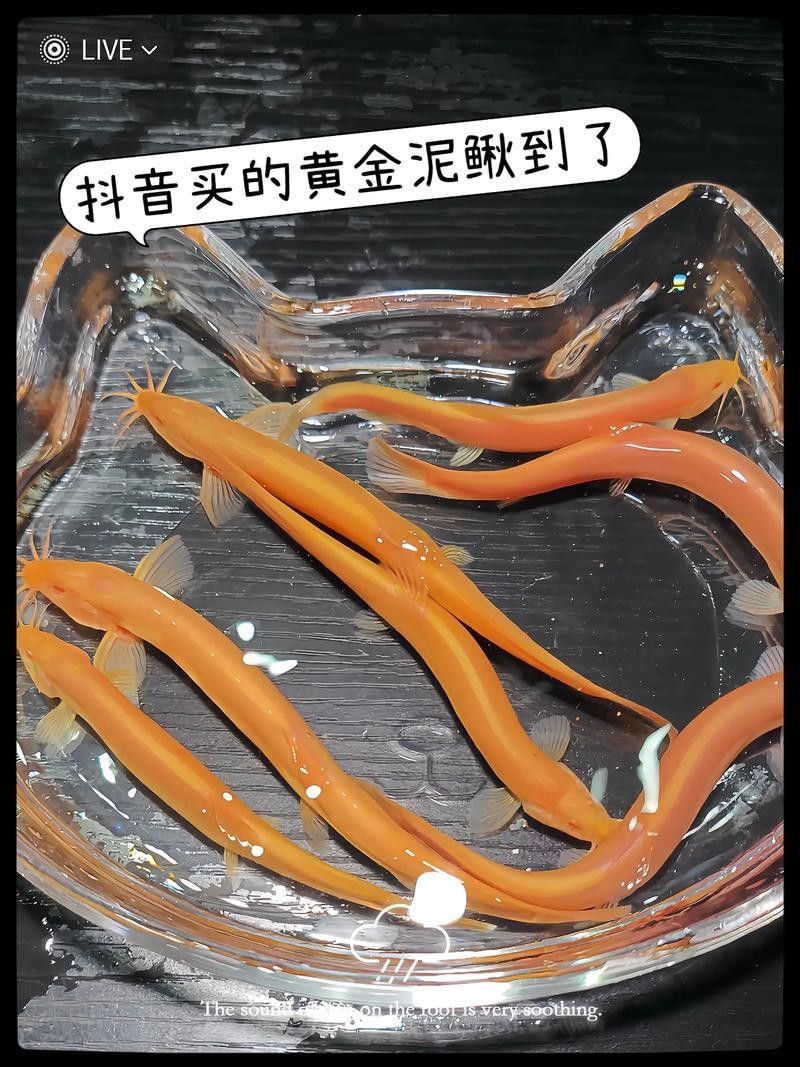 黃金鰍的價(jià)格是多少：黃金鰍的價(jià)格是多少，