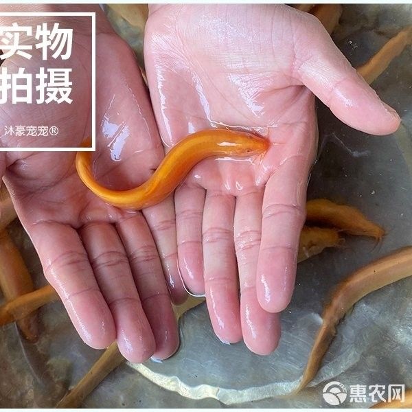 黃金鰍的價格是多少：黃金鰍的價格是多少，