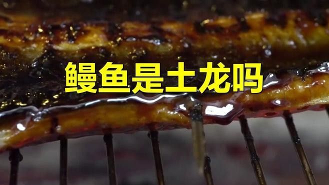 如何區分土龍和海鰻？：土龍和海鰻的區別