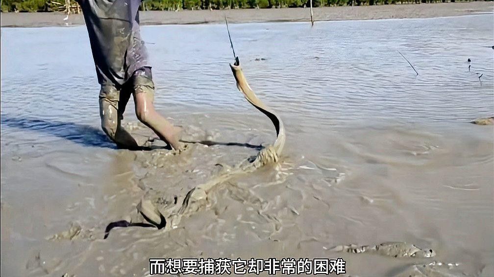 如何區分土龍和海鰻？：土龍和海鰻的區別