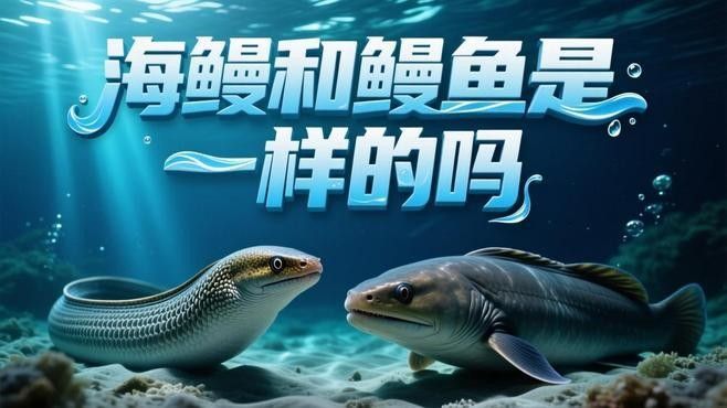 如何區分土龍和海鰻？：土龍和海鰻的區別