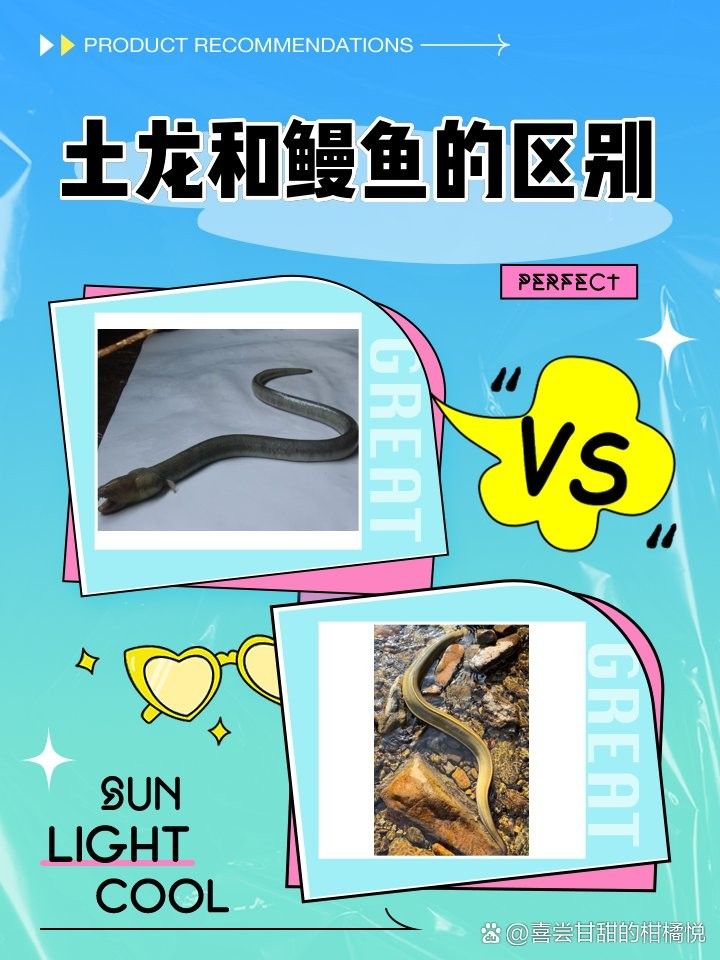 如何區分土龍和海鰻？：土龍和海鰻的區別