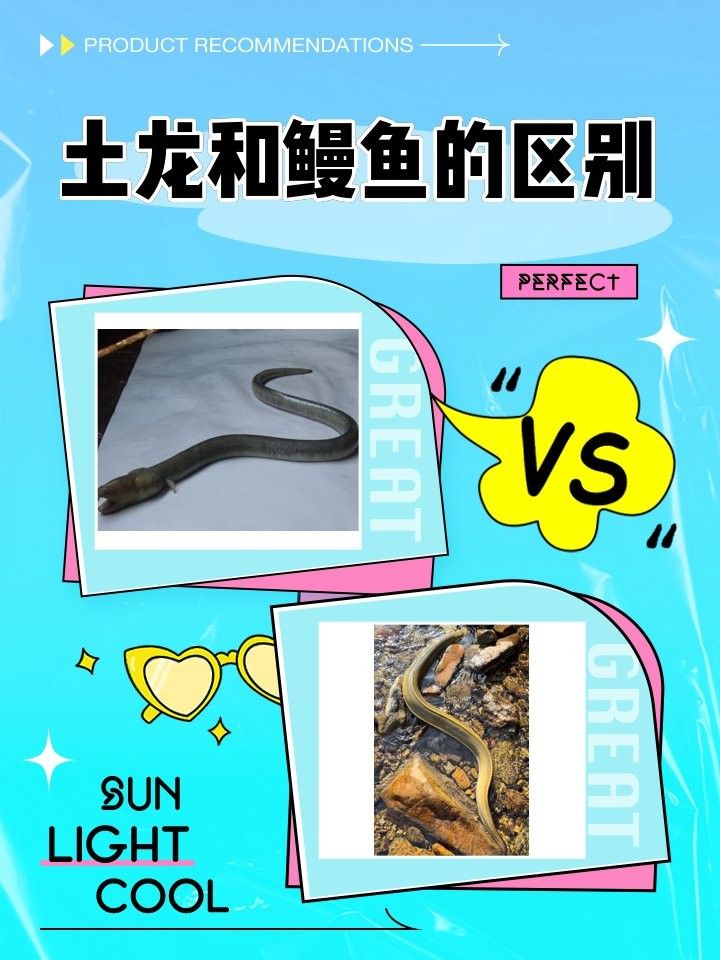 如何區分土龍和海鰻？：土龍和海鰻的區別