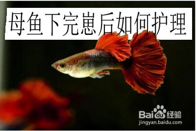 紅龍魚產卵后如何護理：紅龍魚產卵后護理指南
