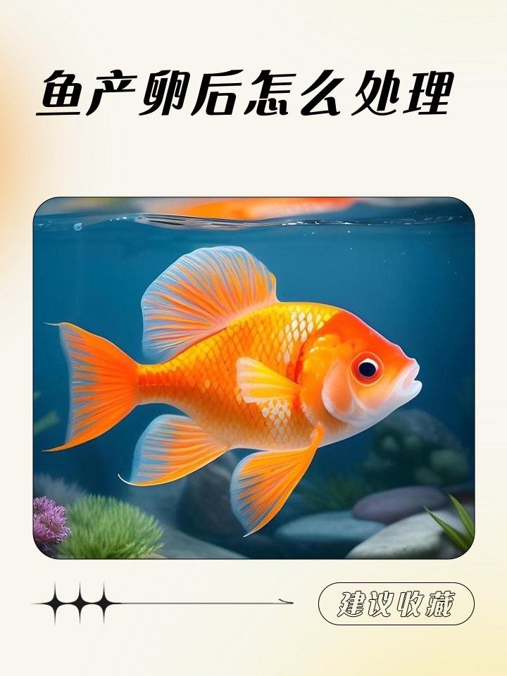 紅龍魚產卵后如何護理：紅龍魚產卵后護理指南