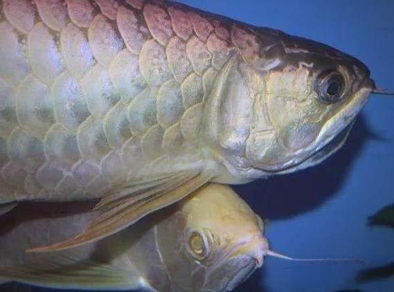 白色龍魚的市場供需情況如何？：白色的龍魚多少錢一條