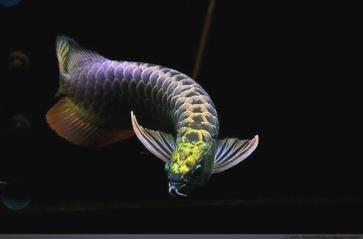 白色龍魚的市場供需情況如何？：白色的龍魚多少錢一條