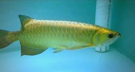白色龍魚的市場供需情況如何？：白色的龍魚多少錢一條