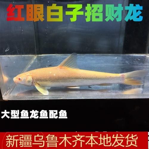白色龍魚的市場供需情況如何？：白色的龍魚多少錢一條
