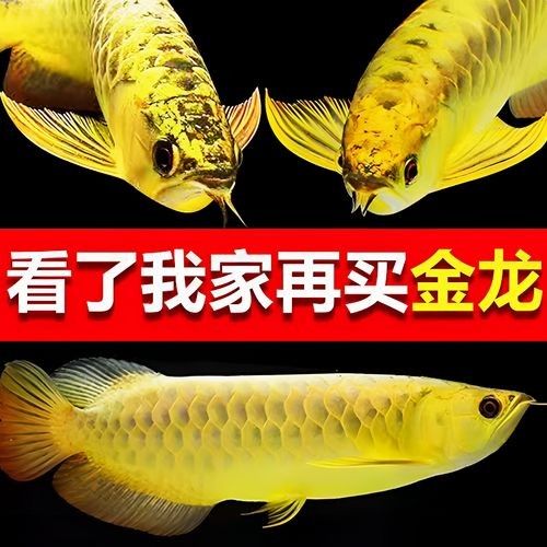 給我一些黃金龍魚的照片:關于黃金龍魚的介紹 龍魚百科 第5張 給我一些黃金龍魚的照片:關于黃金龍魚的介紹 給我一些黃金龍魚的照片:關于黃金龍魚的介紹 龍魚百科 第5張