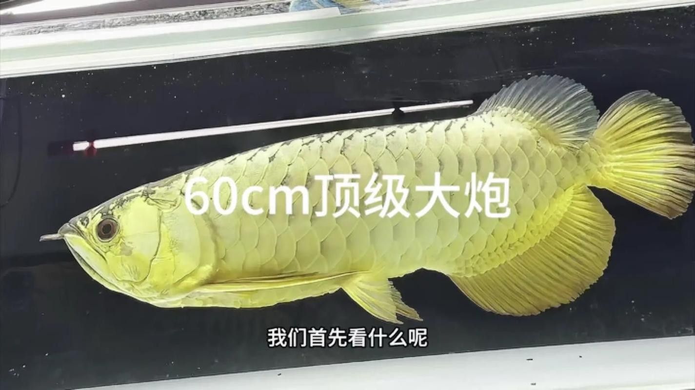 給我一些黃金龍魚的照片:關于黃金龍魚的介紹 龍魚百科 第3張 給我一些黃金龍魚的照片:關于黃金龍魚的介紹 給我一些黃金龍魚的照片:關于黃金龍魚的介紹 龍魚百科 第3張