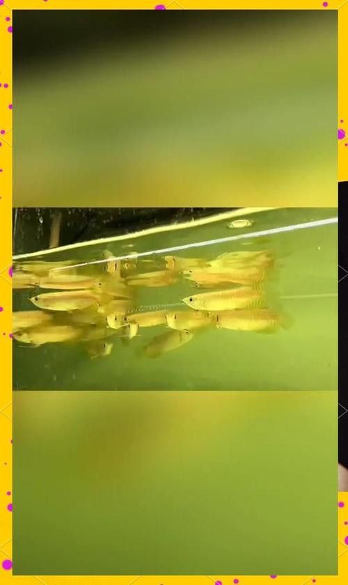 給我一些黃金龍魚的照片:關于黃金龍魚的介紹 龍魚百科 第26張 給我一些黃金龍魚的照片:關于黃金龍魚的介紹 給我一些黃金龍魚的照片:關于黃金龍魚的介紹 龍魚百科 第26張