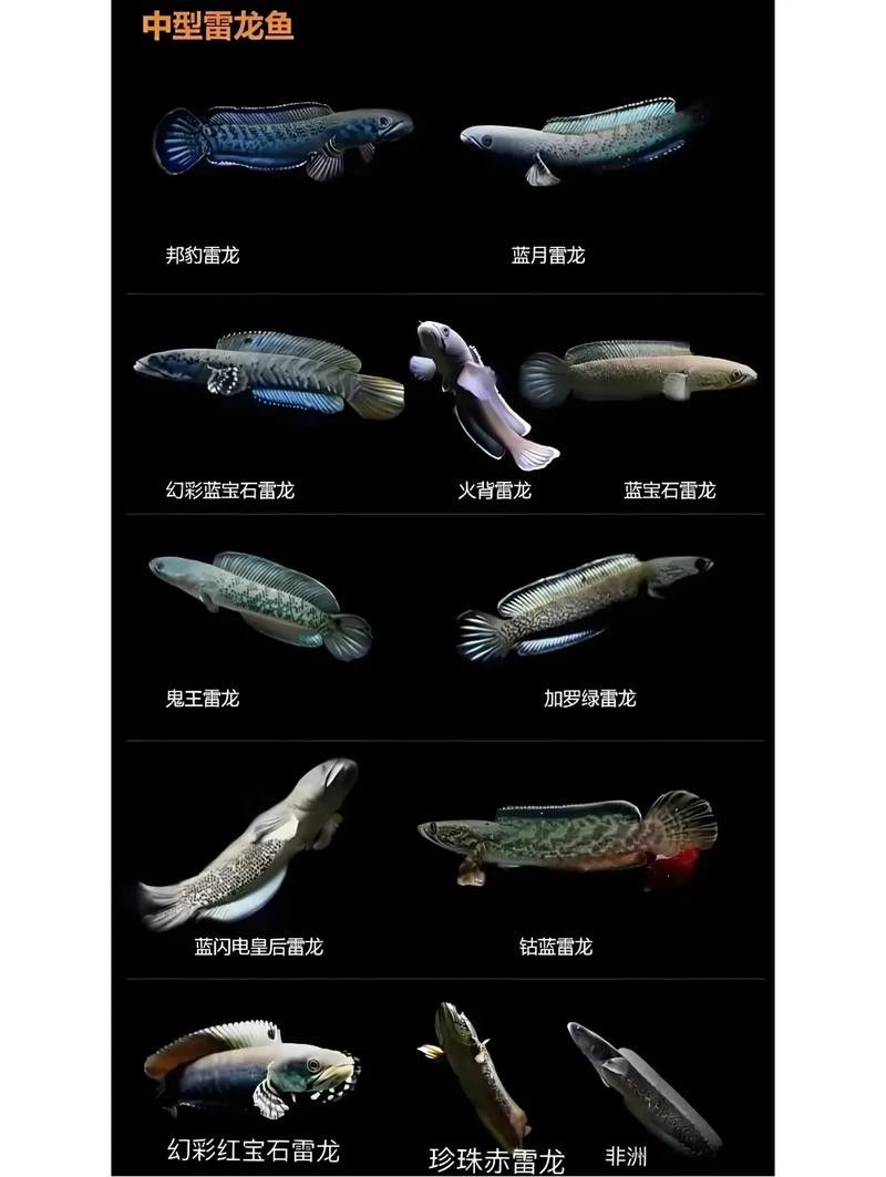 哪些品種的雷龍魚更容易變色：雷龍魚變色能力