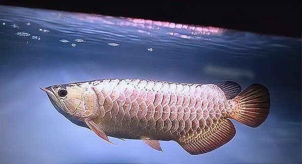 金龍魚燈光如何搭配效果最佳：——龍魚燈光擺放位置圖 金龍魚燈光如何搭配效果最佳：——龍魚燈光擺放位置圖 龍魚百科 第6張