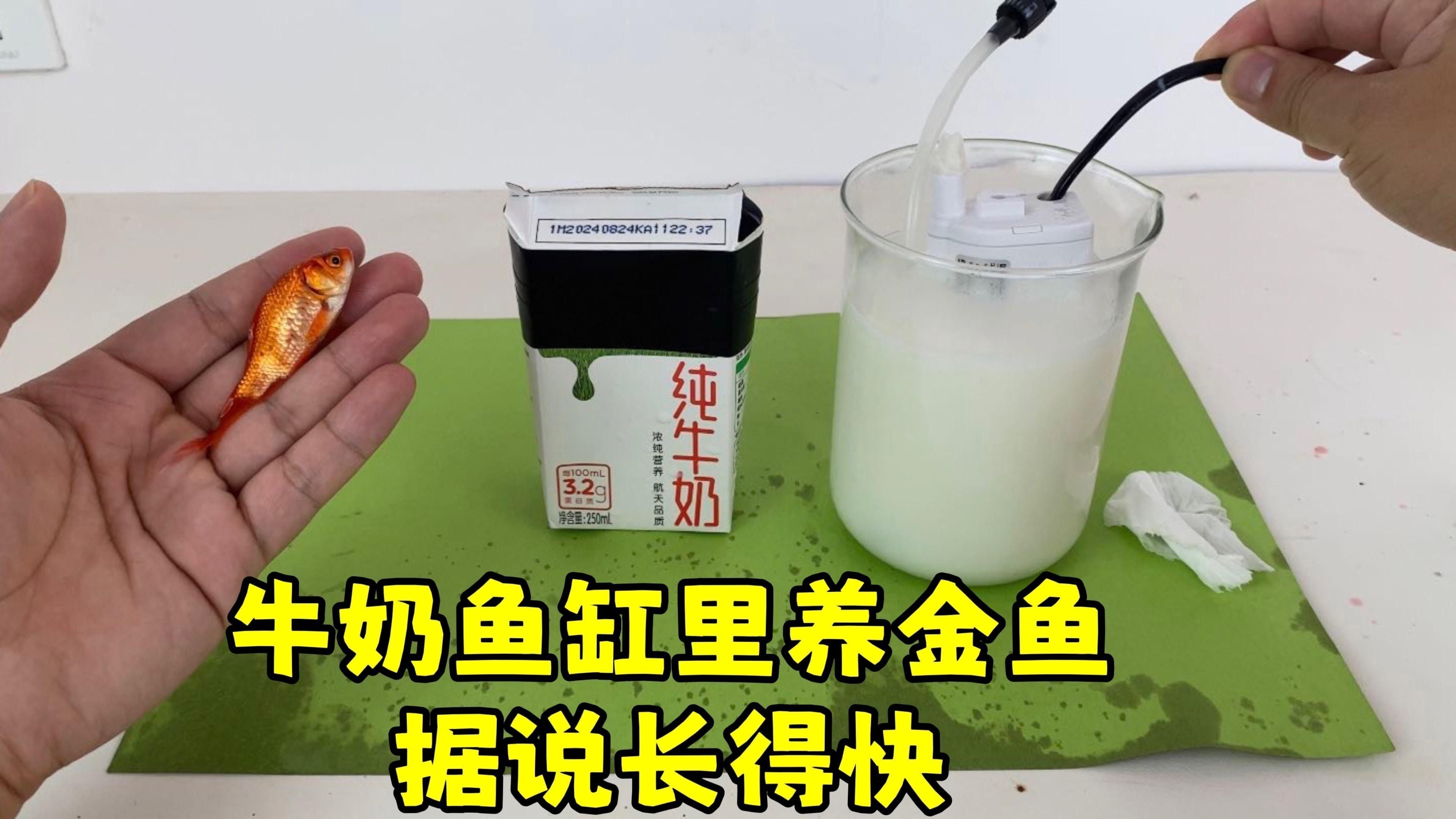 混養需要多大的魚缸？：混養魚缸需要多大尺寸 混養需要多大的魚缸？：混養魚缸需要多大尺寸 龍魚百科 第2張