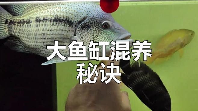 混養需要多大的魚缸？：混養魚缸需要多大尺寸 混養需要多大的魚缸？：混養魚缸需要多大尺寸 龍魚百科 第7張