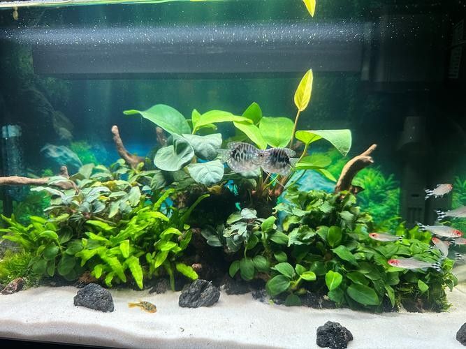 藍曼龍魚適合新手養嗎：曼龍魚適合養藍曼龍魚嗎，新手養藍曼龍魚需要關注一些細節