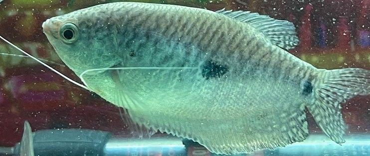 藍曼龍魚適合新手養嗎：曼龍魚適合養藍曼龍魚嗎，新手養藍曼龍魚需要關注一些細節