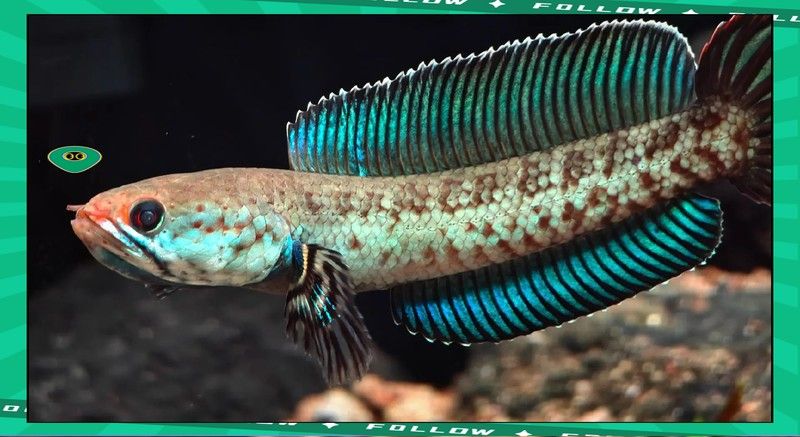 龍魚眼睛白膜多久會好：魚眼睛白膜恢復(fù)時間