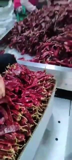 辣椒紅龍的價格是多少？：9月19日庫爾勒紅辣椒價格行情