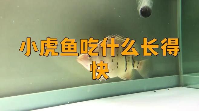 虎紋恐龍魚多久喂一次：虎紋恐龍魚的喂食頻率 虎紋恐龍魚多久喂一次：虎紋恐龍魚的喂食頻率 龍魚百科 第2張
