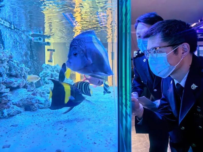如何合法進口大湖紅龍魚？：如何合法進口大湖紅龍魚 如何合法進口大湖紅龍魚？：如何合法進口大湖紅龍魚 龍魚百科 第3張