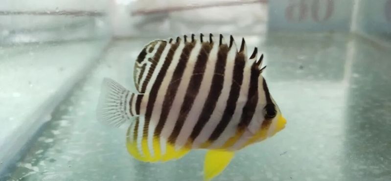 如何合法進口大湖紅龍魚？：如何合法進口大湖紅龍魚 如何合法進口大湖紅龍魚？：如何合法進口大湖紅龍魚 龍魚百科 第4張