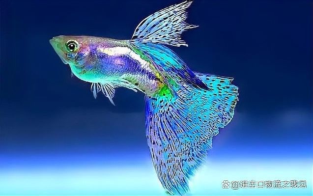 如何合法進口大湖紅龍魚？：如何合法進口大湖紅龍魚 如何合法進口大湖紅龍魚？：如何合法進口大湖紅龍魚 龍魚百科 第7張