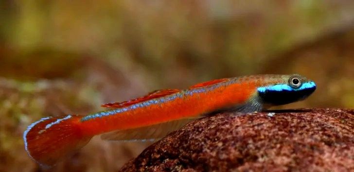 如何合法進口大湖紅龍魚？：如何合法進口大湖紅龍魚 如何合法進口大湖紅龍魚？：如何合法進口大湖紅龍魚 龍魚百科 第8張