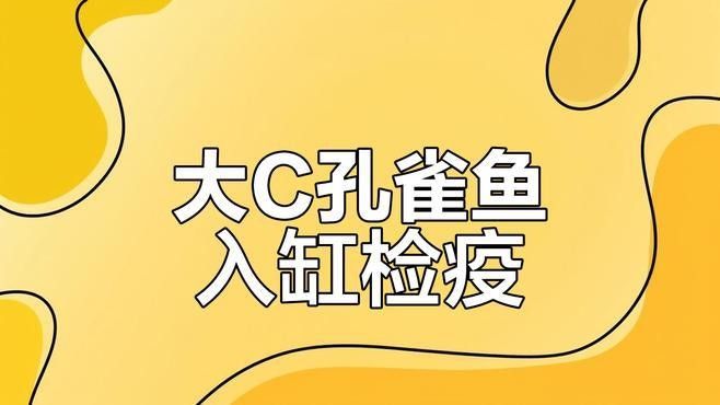如何合法進口大湖紅龍魚？：如何合法進口大湖紅龍魚 如何合法進口大湖紅龍魚？：如何合法進口大湖紅龍魚 龍魚百科 第1張