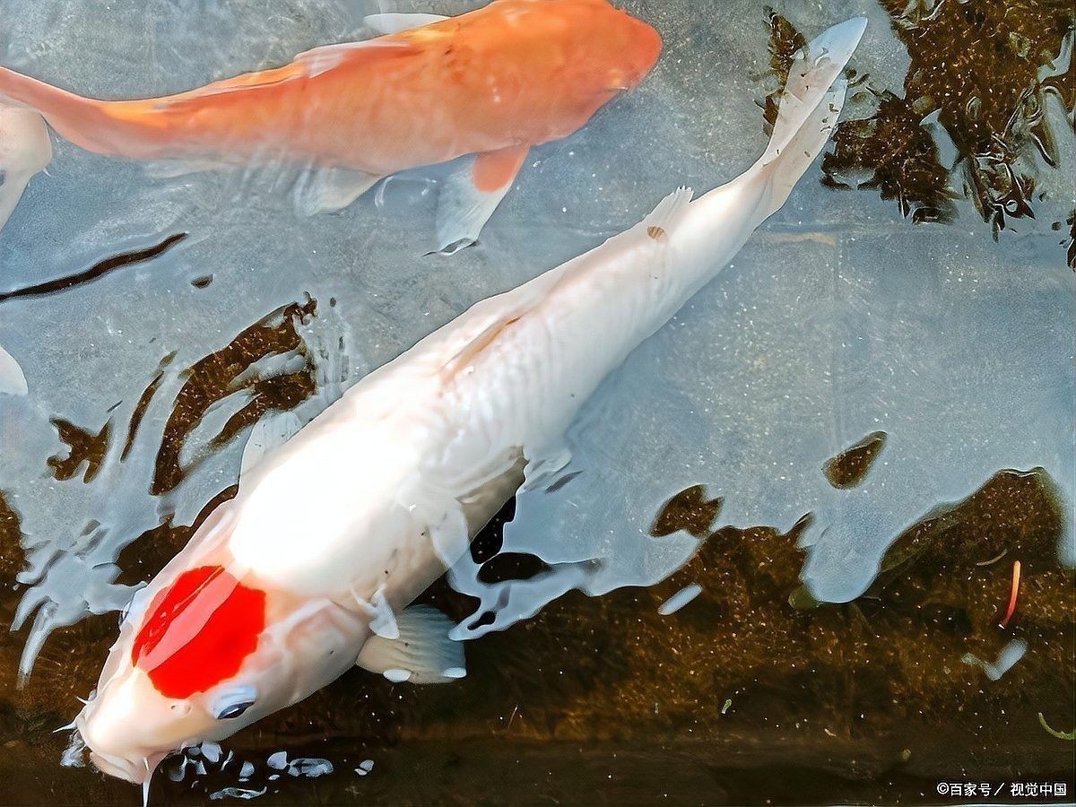 龍魚對水質波動有多敏感？：關于龍魚對水質波動的詳細分析 龍魚對水質波動有多敏感？：關于龍魚對水質波動的詳細分析 龍魚百科 第7張