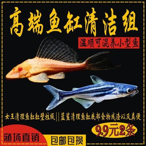 如何選擇適合混養的藍鯊魚：混養藍鯊魚需要注意什么？ 如何選擇適合混養的藍鯊魚：混養藍鯊魚需要注意什么？ 龍魚百科 第3張