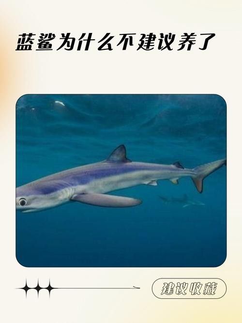 如何選擇適合混養的藍鯊魚：混養藍鯊魚需要注意什么？ 如何選擇適合混養的藍鯊魚：混養藍鯊魚需要注意什么？ 龍魚百科 第2張