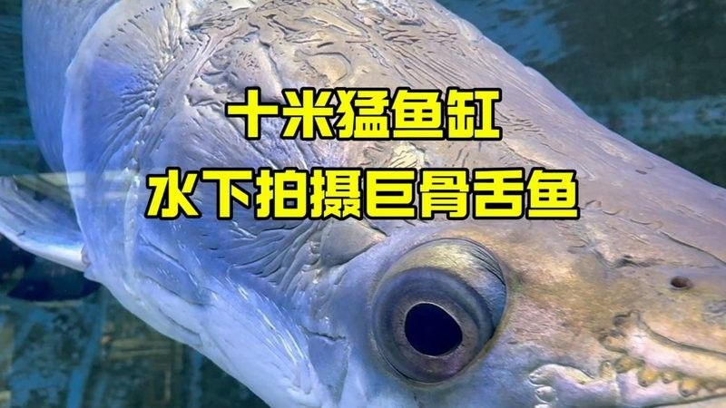 如何區分巨骨舌魚和軍艦龍？：巨骨舌魚與軍艦龍的區別
