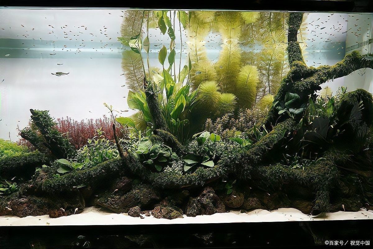 如何預防龍魚焦慮：如何預防龍魚焦慮？