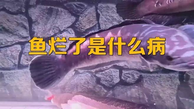如何預防金龍魚腐爛？：金龍魚腐爛的預防方法