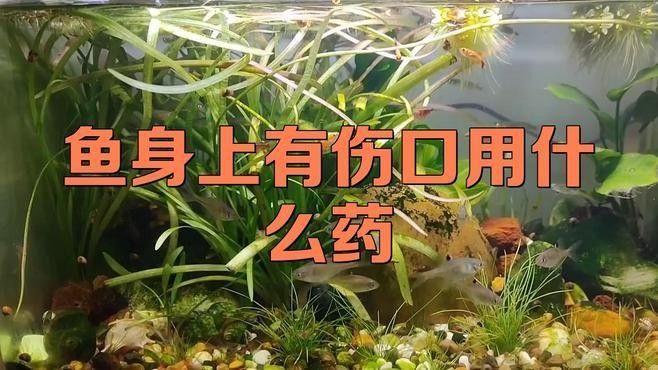 混養(yǎng)時(shí)龍魚(yú)受傷怎么辦？：養(yǎng)時(shí)龍魚(yú)受傷的處理方法和注意事項(xiàng)和注意事項(xiàng)和注意事項(xiàng)