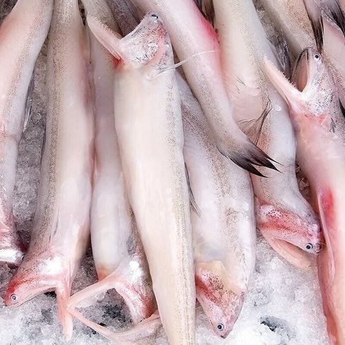 寧波龍魚批發(fā)市場的價格如何：關于寧波龍魚批發(fā)市場的價格分析