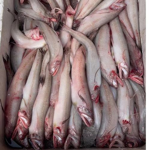 寧波龍魚批發(fā)市場的價格如何：關于寧波龍魚批發(fā)市場的價格分析