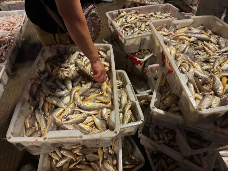 寧波龍魚批發(fā)市場的價格如何：關于寧波龍魚批發(fā)市場的價格分析