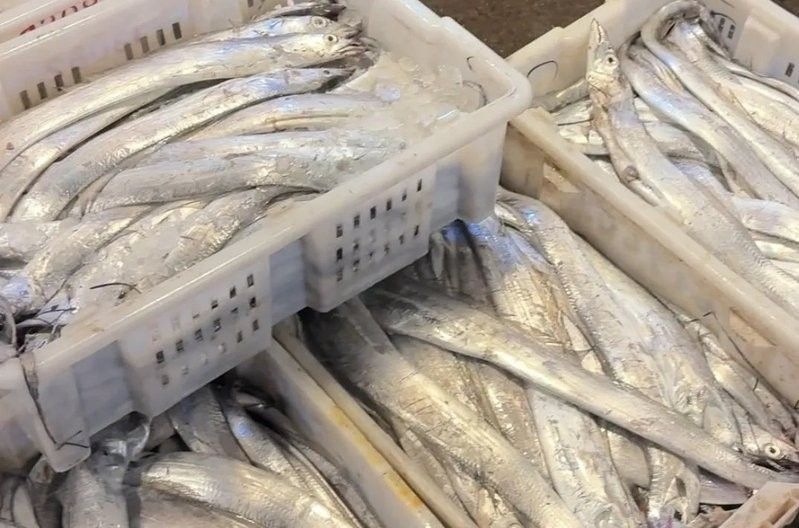寧波龍魚批發(fā)市場的價格如何：關于寧波龍魚批發(fā)市場的價格分析