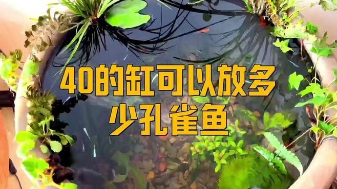 孔雀魚混養(yǎng)需要多大的魚缸？：孔雀魚混養(yǎng)的最佳尺寸是多少
