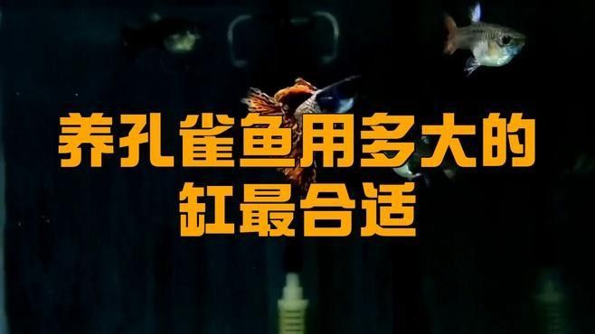 孔雀魚混養(yǎng)需要多大的魚缸？：孔雀魚混養(yǎng)的最佳尺寸是多少