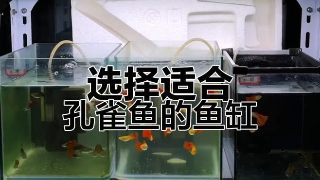 孔雀魚混養(yǎng)需要多大的魚缸？：孔雀魚混養(yǎng)的最佳尺寸是多少
