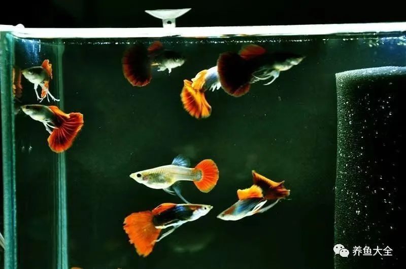 孔雀魚混養(yǎng)需要多大的魚缸？：孔雀魚混養(yǎng)的最佳尺寸是多少