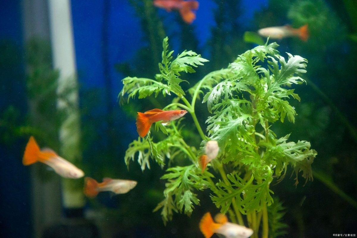 孔雀魚混養(yǎng)需要多大的魚缸？：孔雀魚混養(yǎng)的最佳尺寸是多少