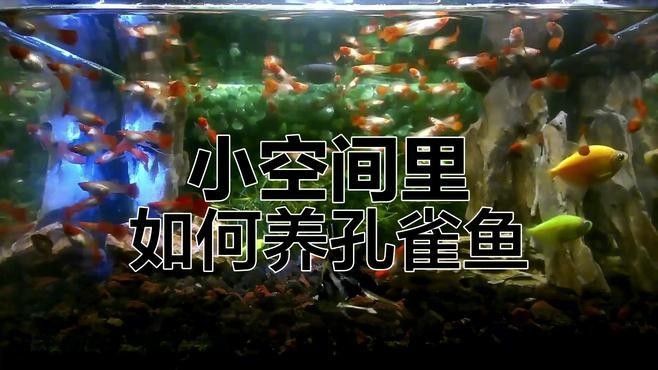 孔雀魚混養(yǎng)需要多大的魚缸？：孔雀魚混養(yǎng)的最佳尺寸是多少