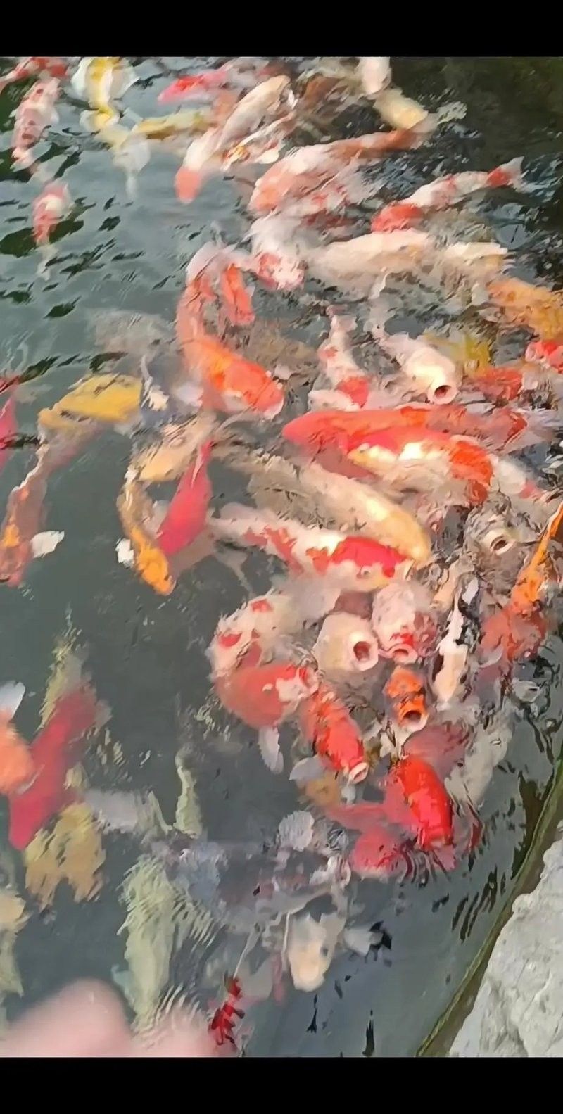 泰安龍魚批發(fā)有哪些品種：泰安地區(qū)龍魚批發(fā)市場 泰安龍魚批發(fā)有哪些品種：泰安地區(qū)龍魚批發(fā)市場 龍魚百科 第10張