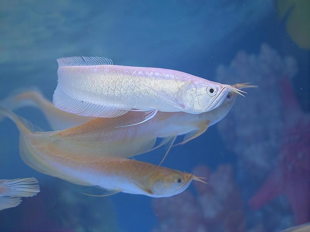 泰安龍魚批發(fā)有哪些品種：泰安地區(qū)龍魚批發(fā)市場 泰安龍魚批發(fā)有哪些品種：泰安地區(qū)龍魚批發(fā)市場 龍魚百科 第9張