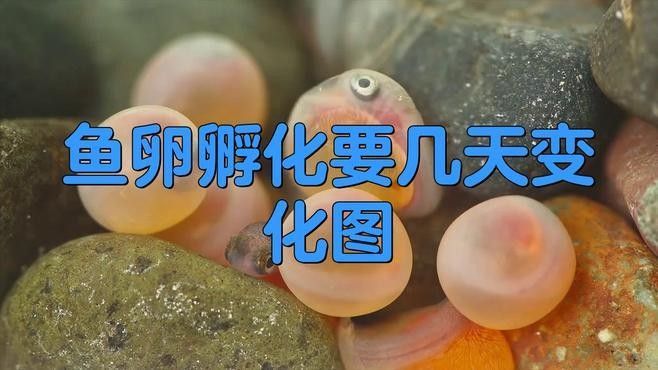 金龍魚卵多久能孵化出小魚：金龍魚卵孵化出小魚的時間取決于多種因素